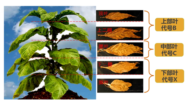 煙葉怎么分級？煙葉分級原理和方法